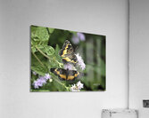 Butterfly Acrylic Print