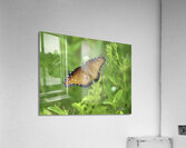 Butterfly Acrylic Print