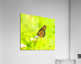 Butterfly Acrylic Print