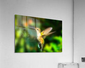 Hummingbird H1  Acrylic Print