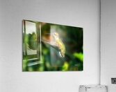 Hummingbird H2  Acrylic Print