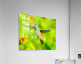 Hummingbird H3 Acrylic Print