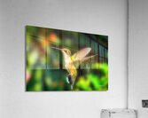 Hummingbird H4  Acrylic Print