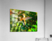 Hummingbird H5  Acrylic Print