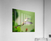 Hummingbird H6 Acrylic Print