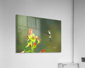 HUM11A Acrylic Print
