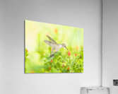 HUM12A Acrylic Print