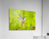 HuM4A Acrylic Print