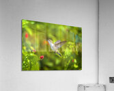 HUM7A Acrylic Print