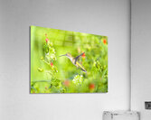 HUM10A Acrylic Print