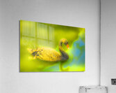 SWAN 1 Acrylic Print
