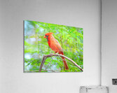 Red Car232 Acrylic Print