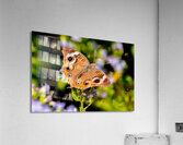 Butterfly 234 Acrylic Print