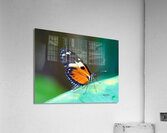 Butterfly 233 Acrylic Print