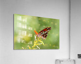 Butterfly 235 Acrylic Print