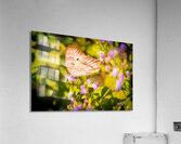 Butterfly 236 Acrylic Print