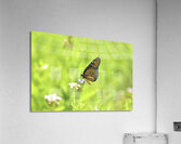 Butterfly 237 Acrylic Print