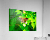 Butterfly 239 Acrylic Print