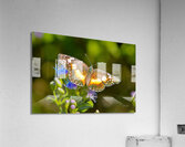 Butterfly 238 Acrylic Print