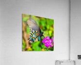 Butterfly 240 Acrylic Print