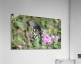 Butterfly 241 Acrylic Print