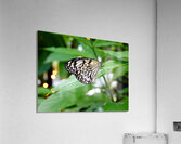 Butterfly 242 Acrylic Print