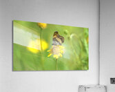 Butterfly 243 Acrylic Print