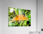 Butterfly 244 Acrylic Print