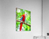 Macaw Bird Acrylic Print