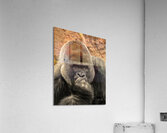 Silverback Gorilla   The Thinker Acrylic Print