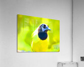 Green Jay Acrylic Print