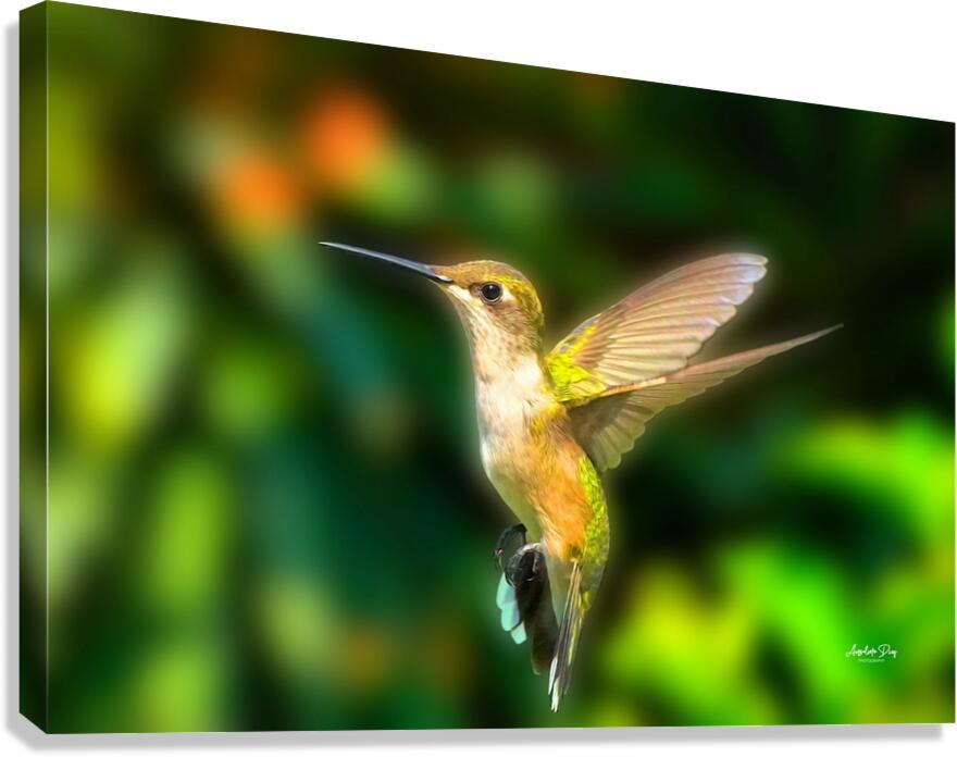 Hummingbird H1  Canvas Print