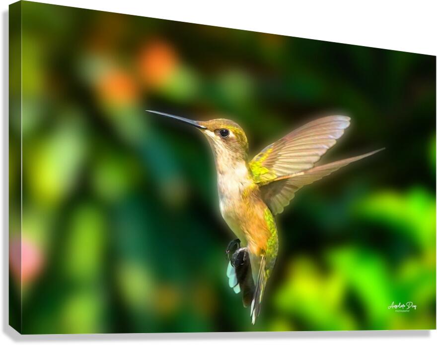 Hummingbird H4  Canvas Print