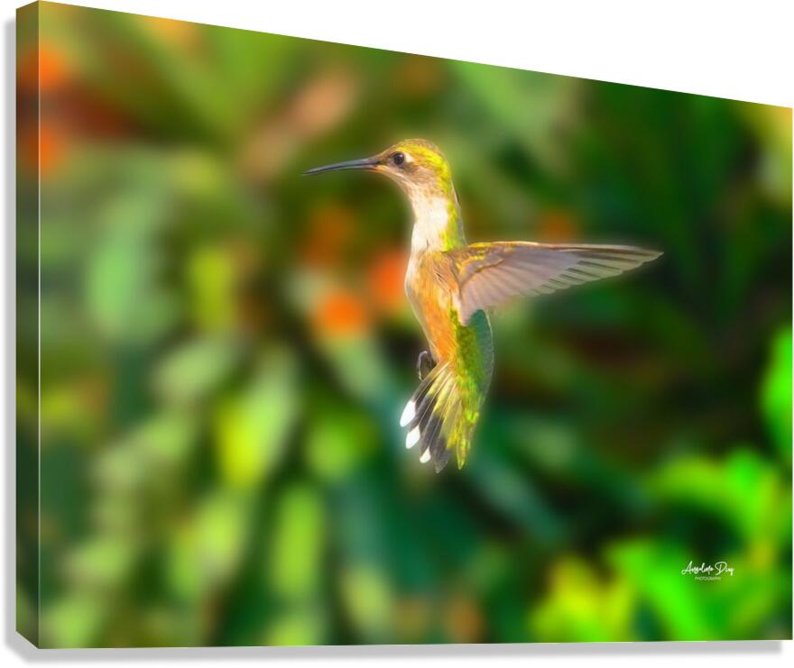Hummingbird H5  Canvas Print