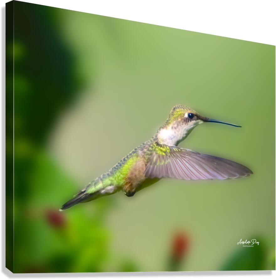 Hummingbird H6 Canvas Print