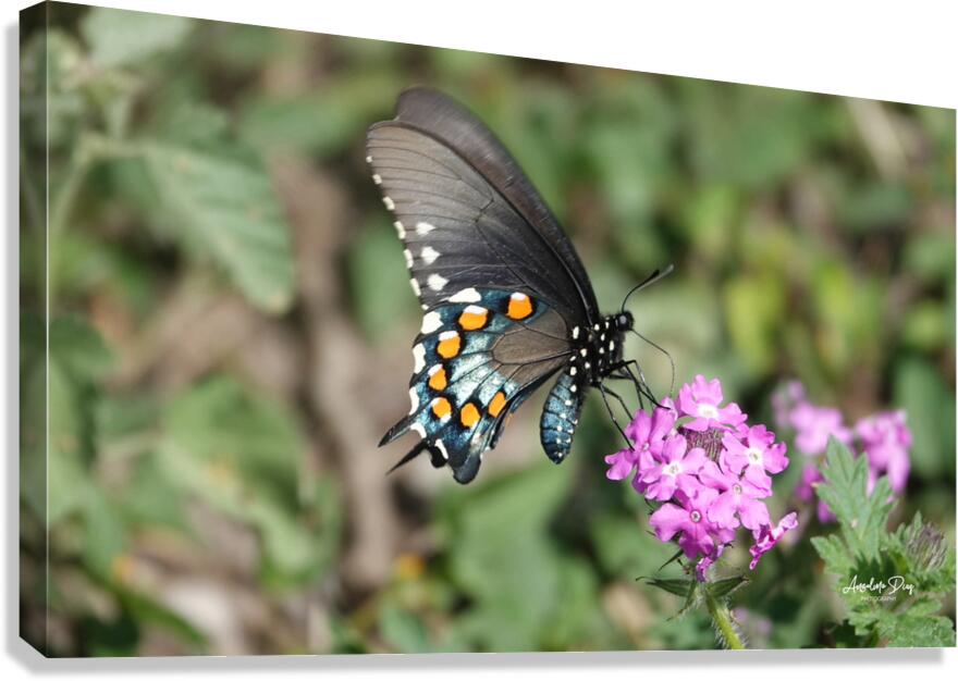 Butterfly 241 Canvas Print