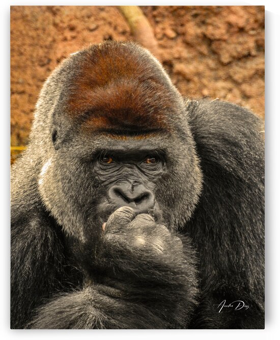 Silverback Gorilla   The Thinker by Anselmo Diaz