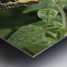 Butterfly Metal print