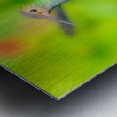 Hummingbird H3 Metal print