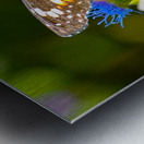 Butterfly 238 Metal print