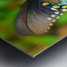 Butterfly 240 Metal print