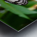 Butterfly 242 Metal print