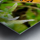 Butterfly 244 Metal print