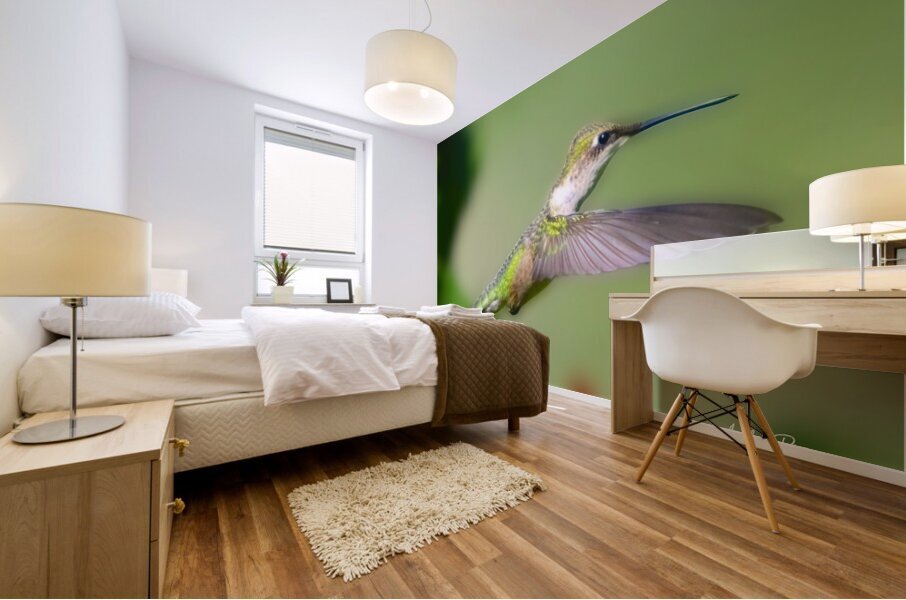 Hummingbird H6 Mural print