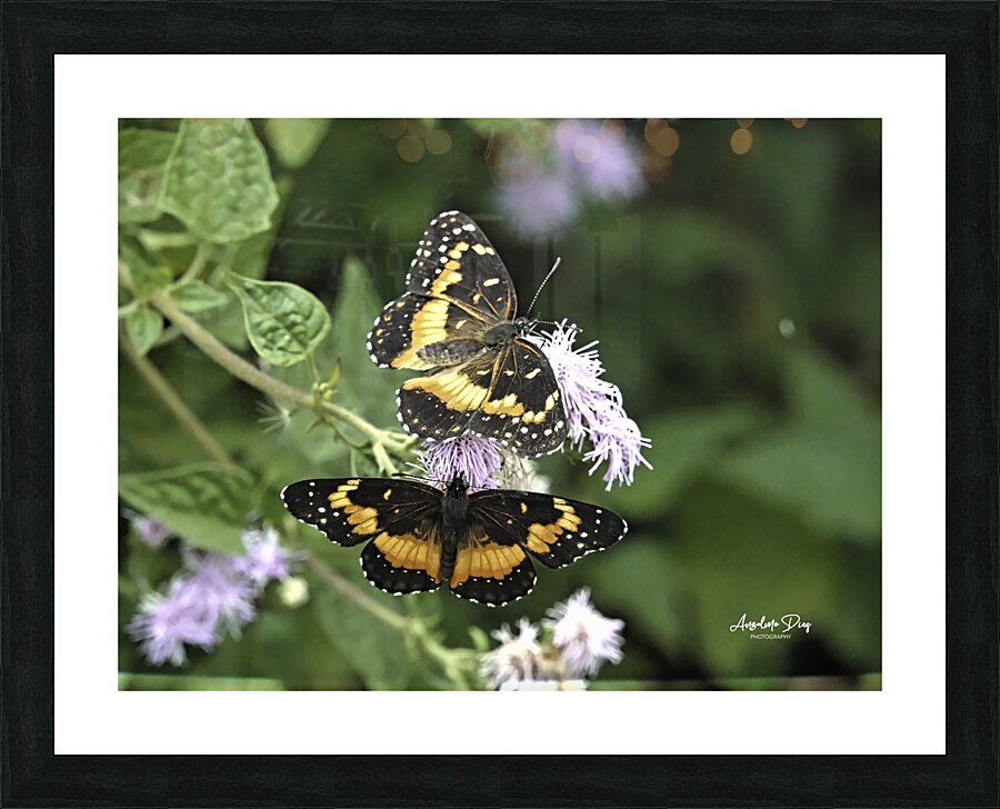 Butterfly Picture Frame print