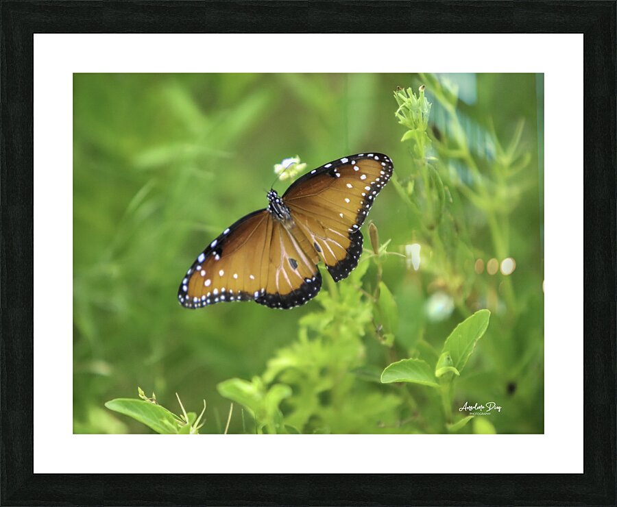 Butterfly Picture Frame print