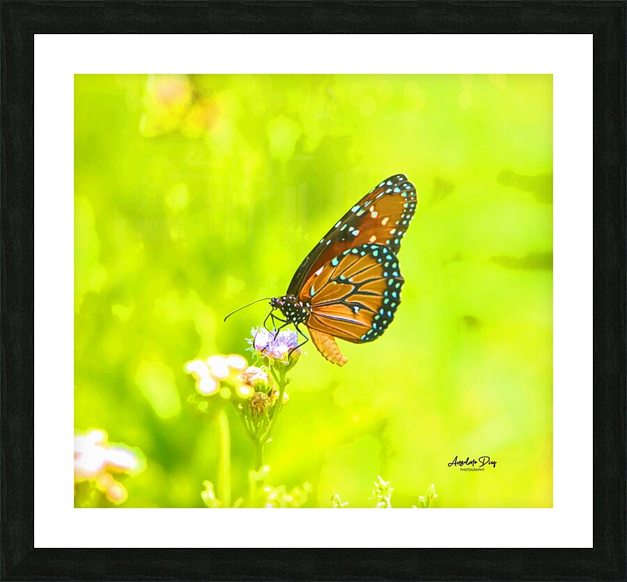 Butterfly Picture Frame print