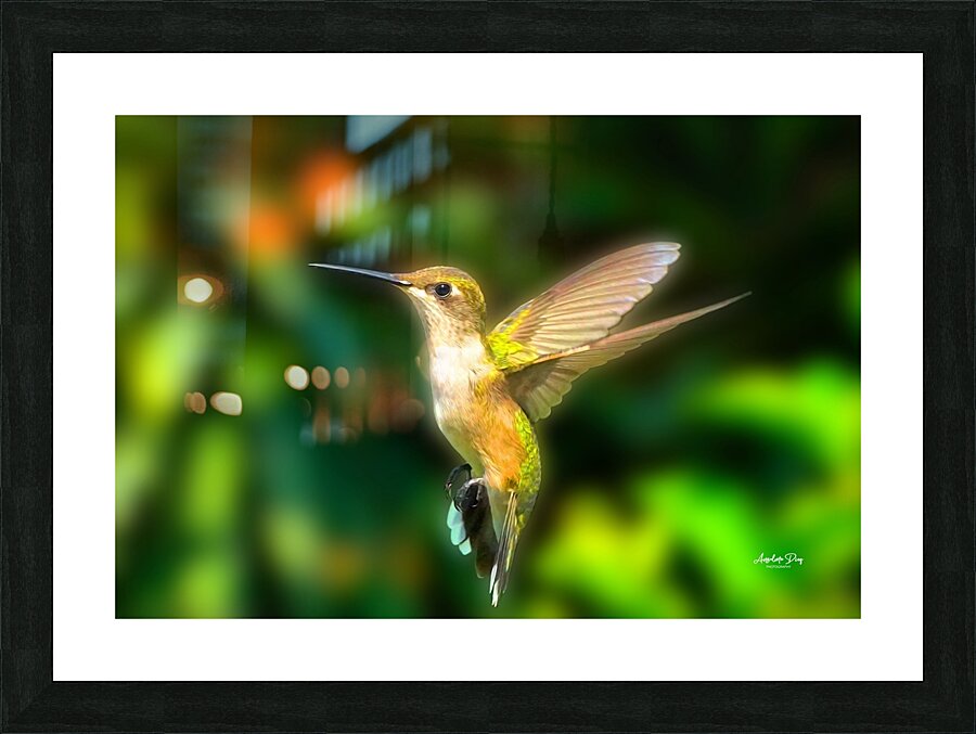 Hummingbird H1  Picture Frame print