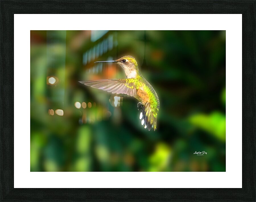 Hummingbird H2  Picture Frame print