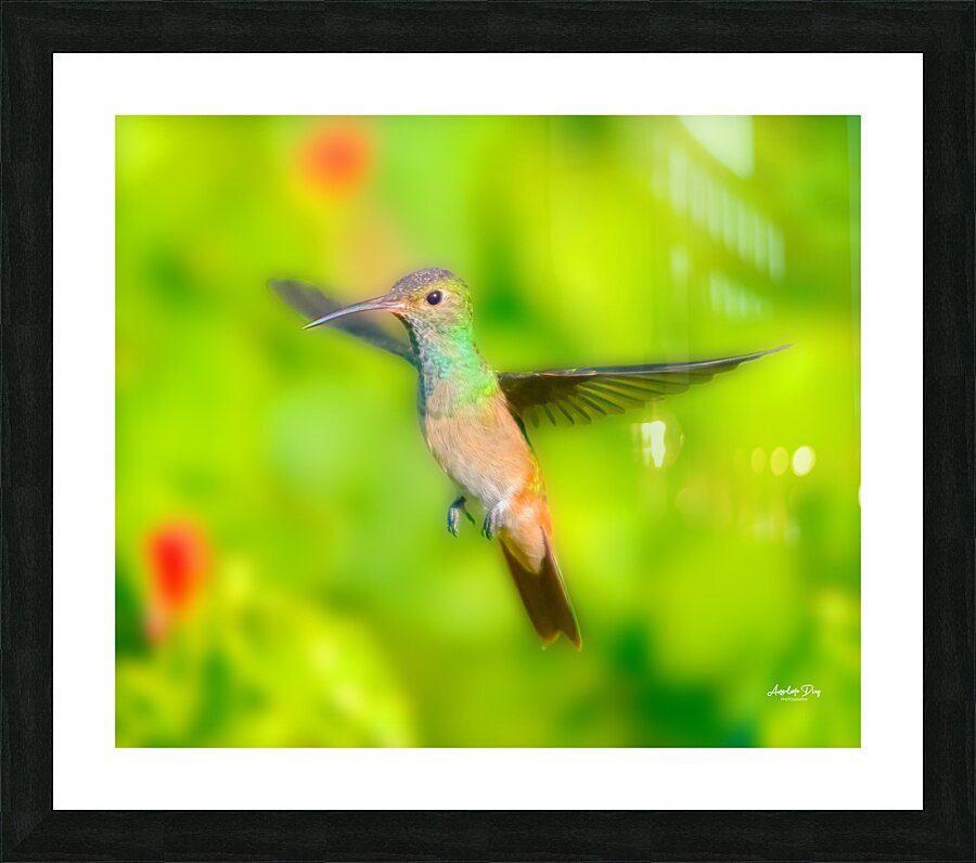 Hummingbird H3 Picture Frame print